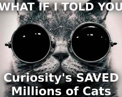 Curiosity-saved-the-cats