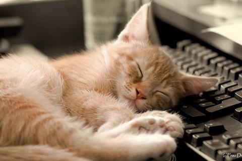 animals-cats-keyboards-sleeping-834728-480x320